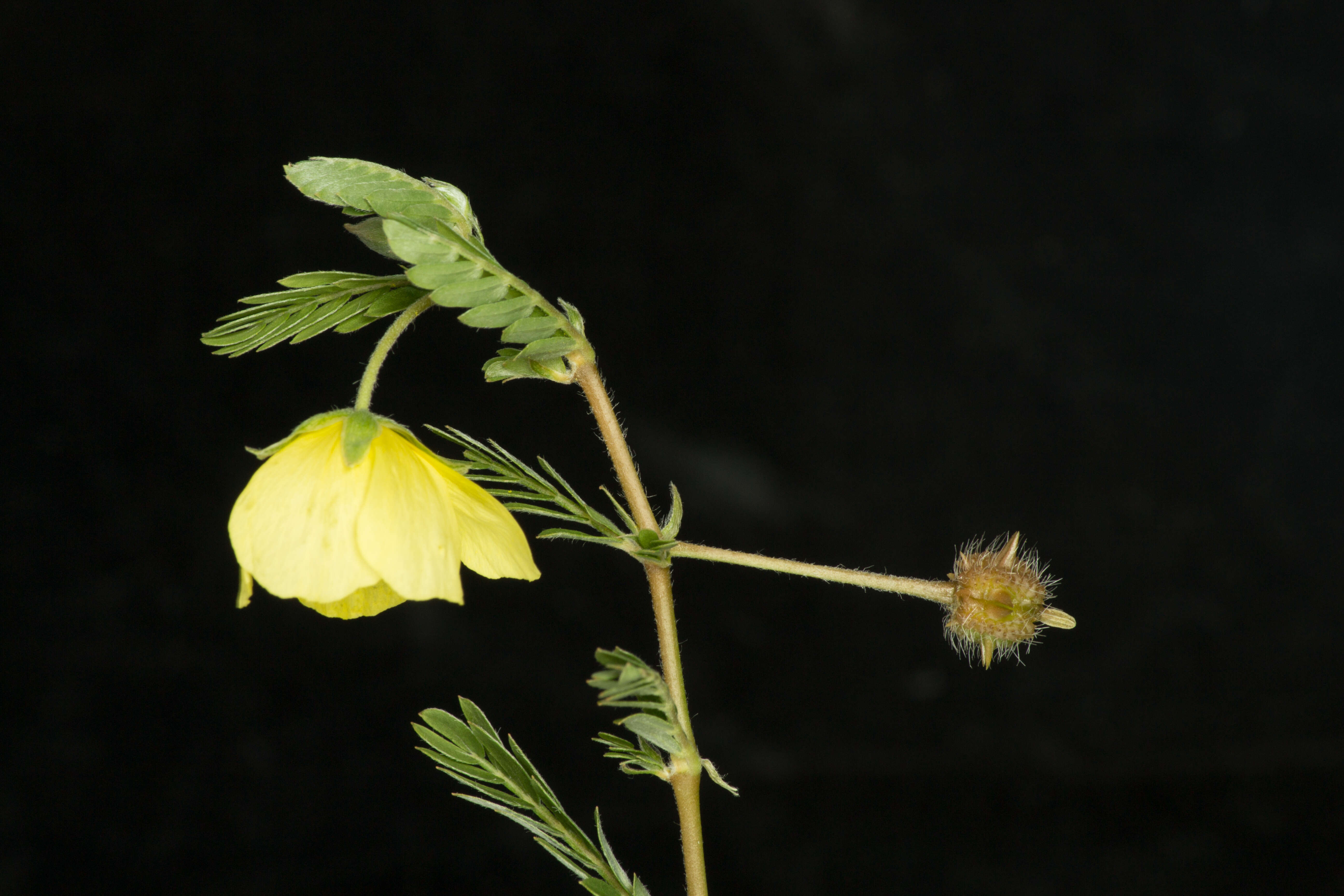 Image of Jamaican feverplant