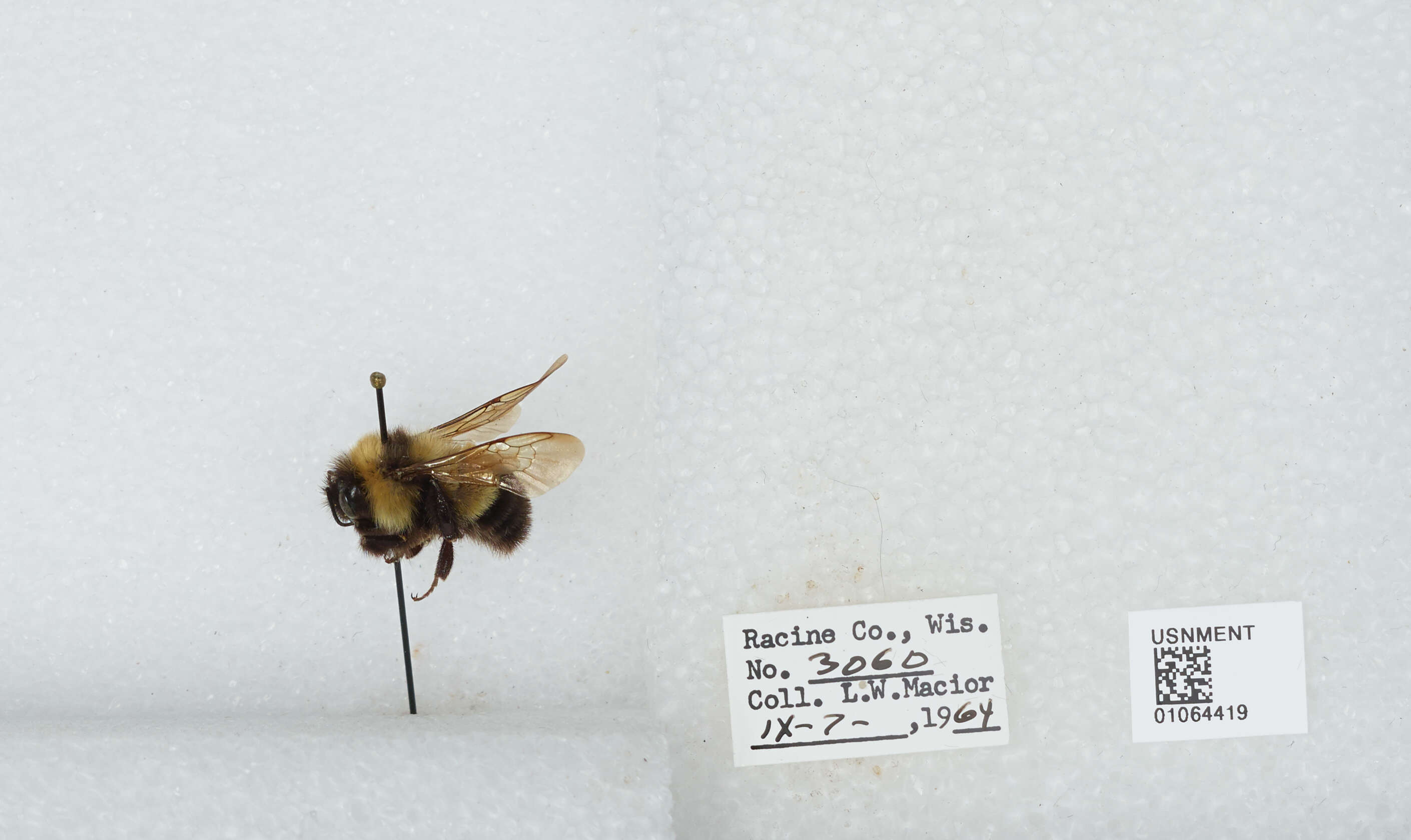 Слика од Bombus affinis Cresson 1864