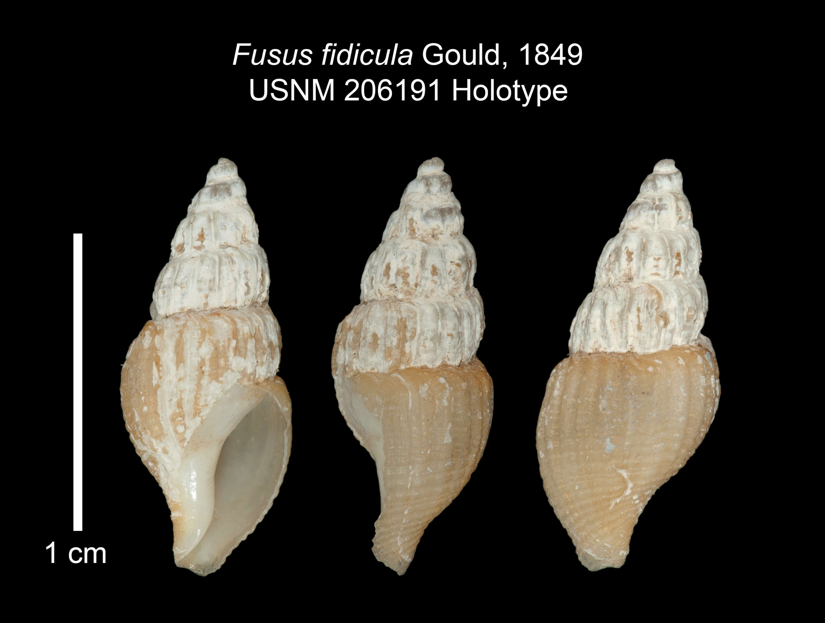 صورة Propebela fidicula (Gould 1849)