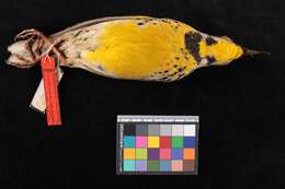 Image of Western Meadowlark