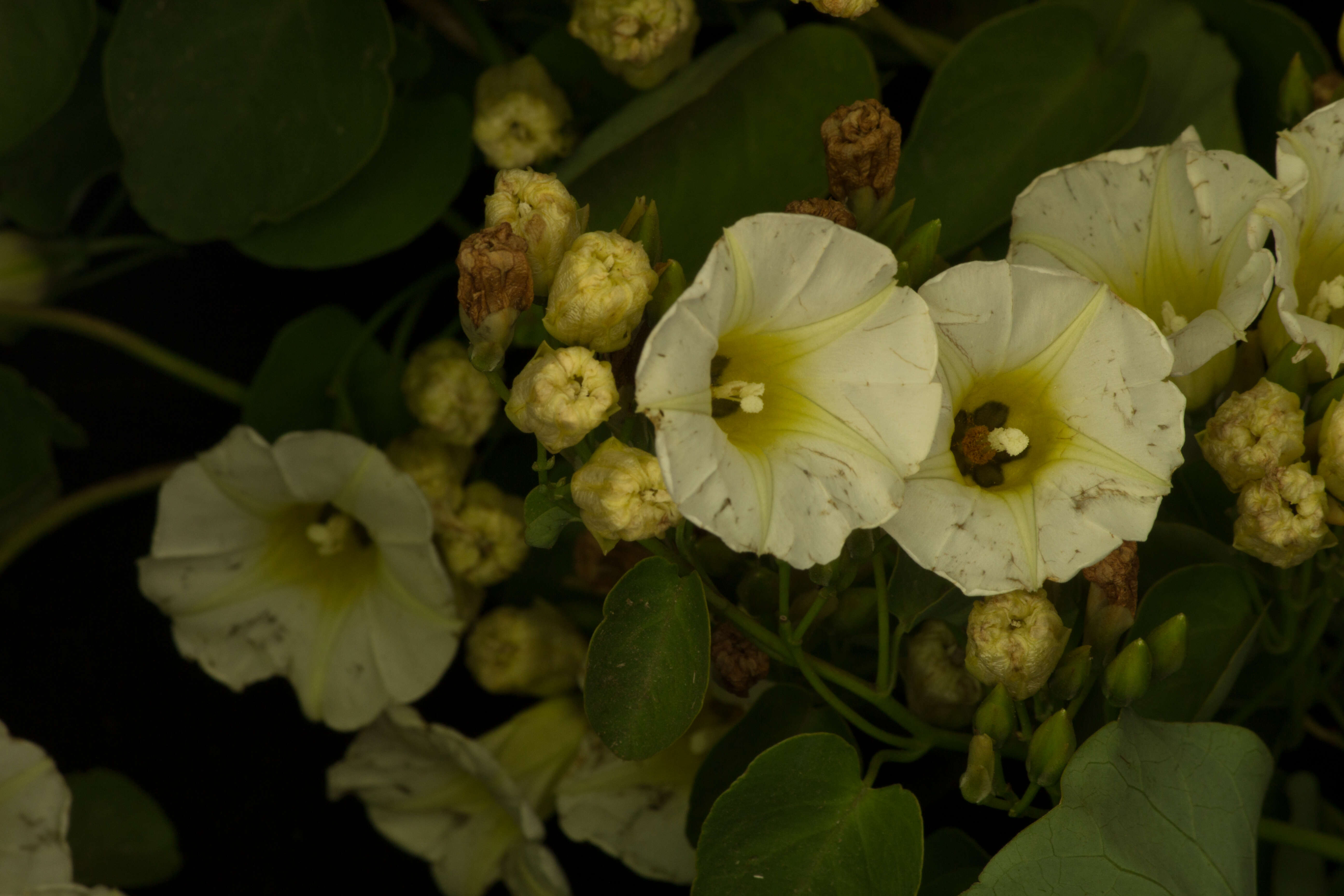 Image of Christmas vine