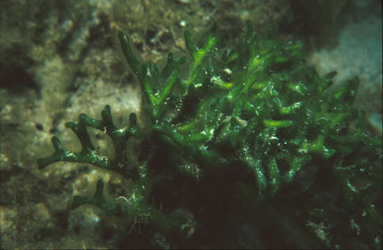 Image of Codium intricatum