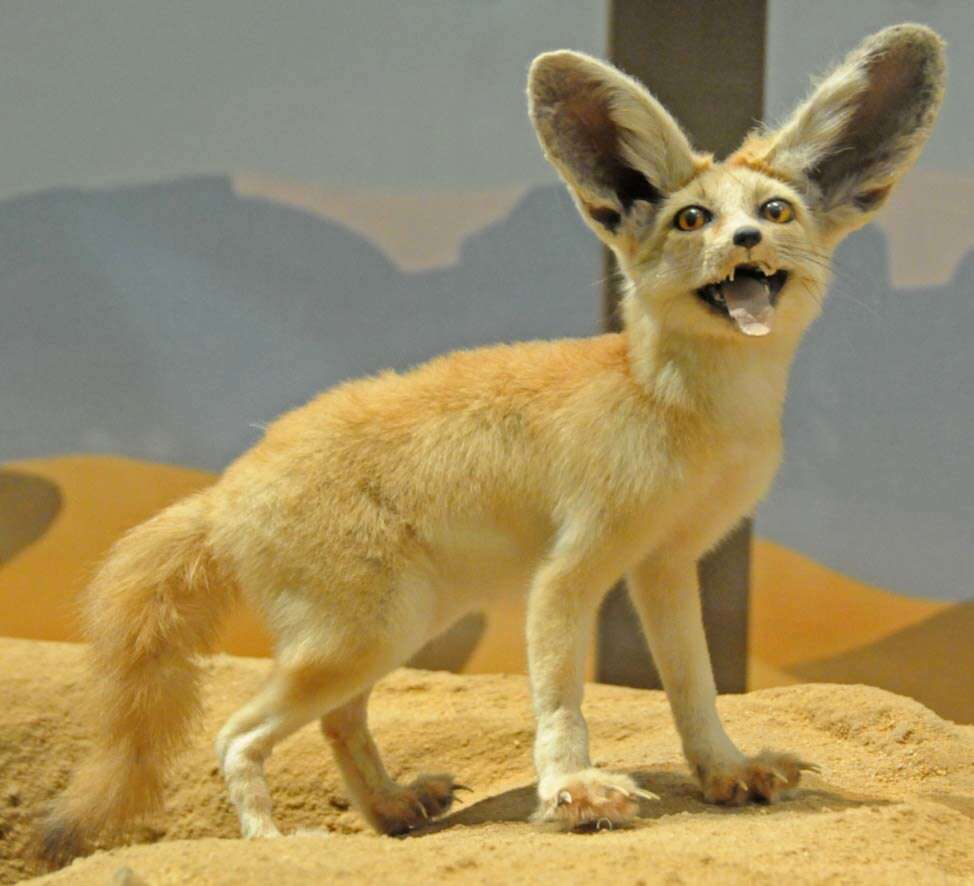 Image of Fennec Fox