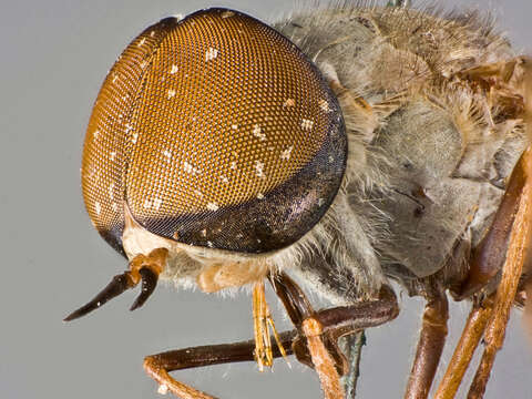 Image of Tabanus conius Philip 1959