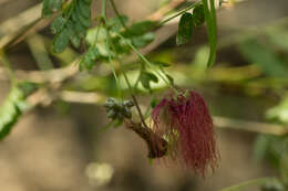 Image of Zapoteca formosa subsp. rosei (Wiggins) H. M. Hern.