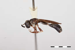 Image de Rhopalosyrphus ramulorum Weems & Deyrup 2003