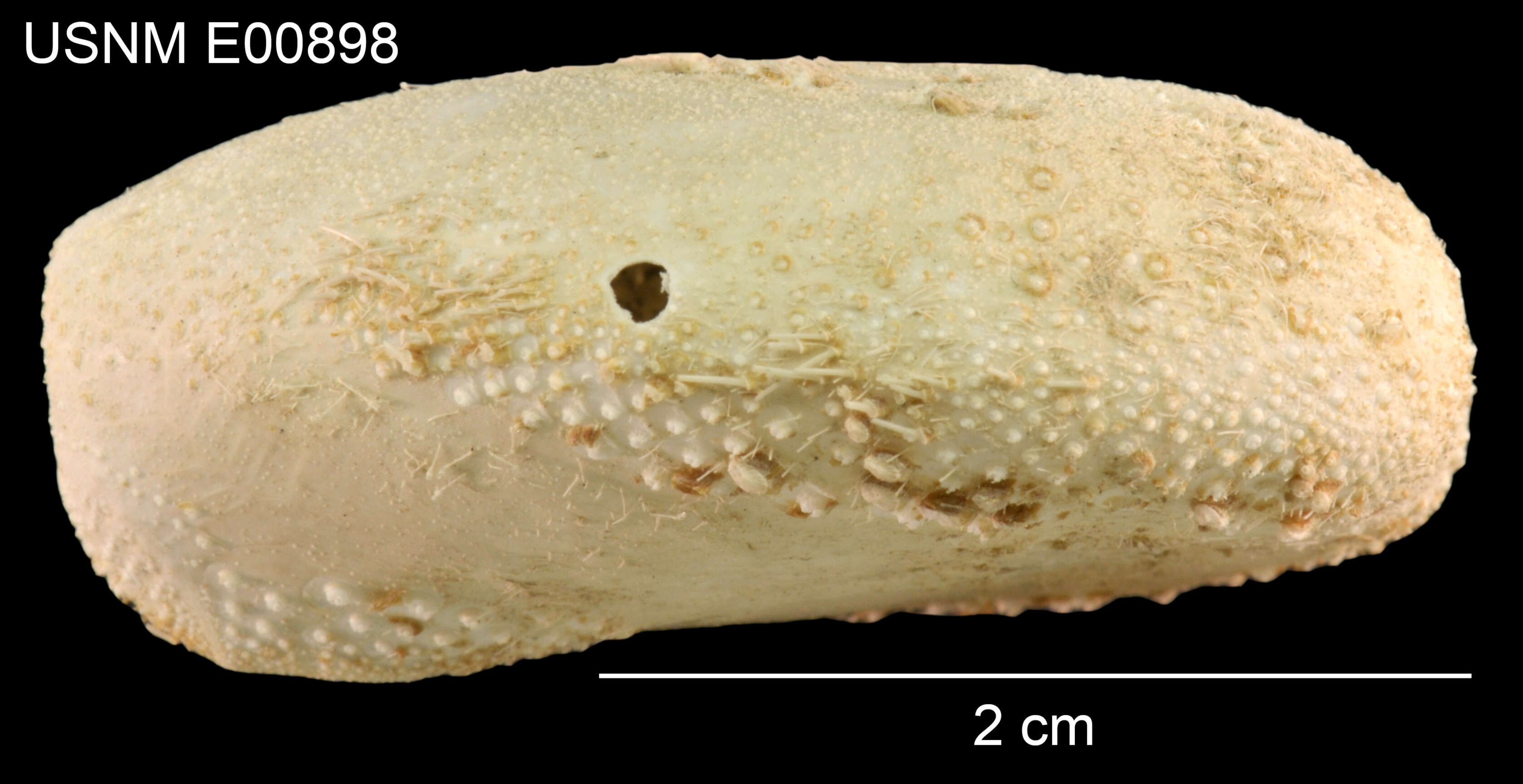 Image of Eupatagus micropetalus (H. L. Clark 1917)