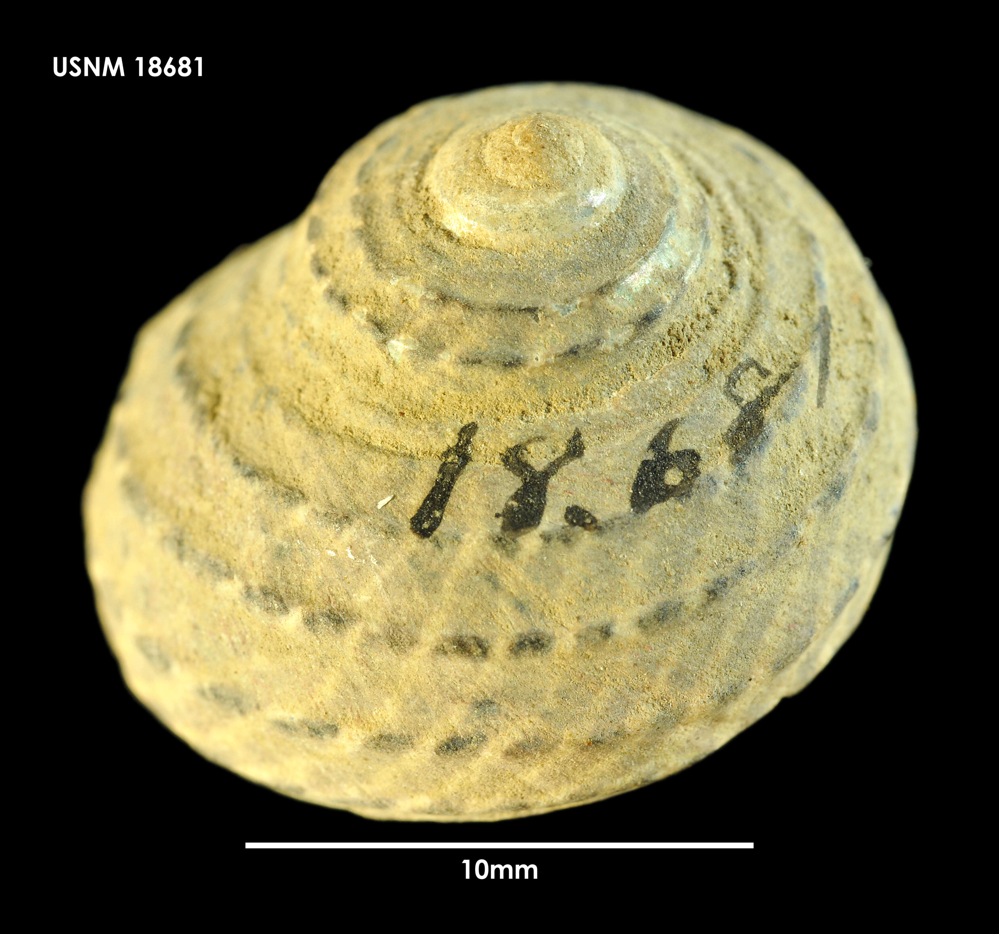 Image of Trochidae