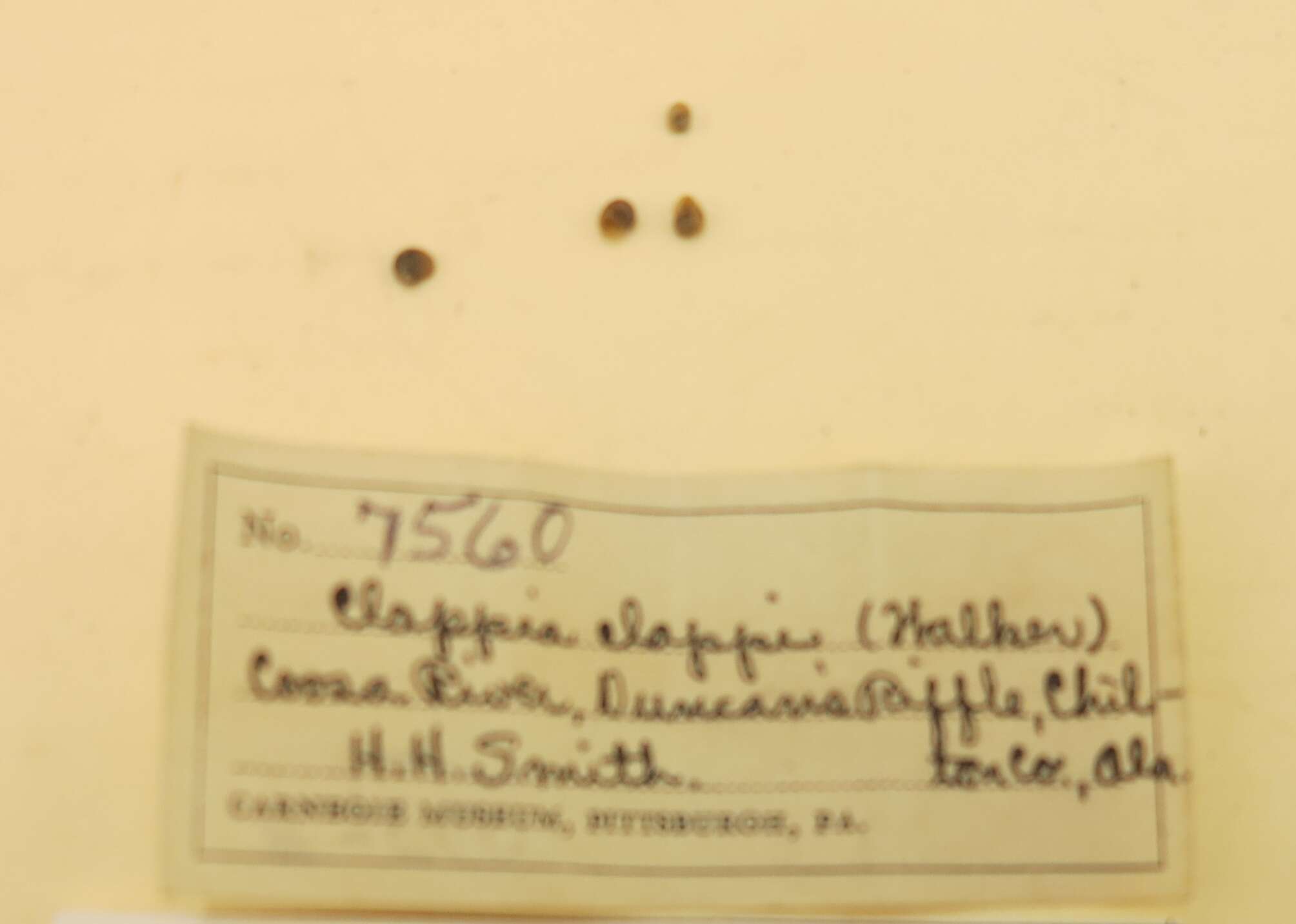 Image of Clappia umbilicata (B. Walker 1904)