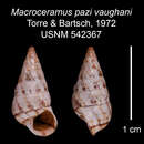 Imagem de Macroceramus pazi vaughani C. Torre & Bartsch 2008