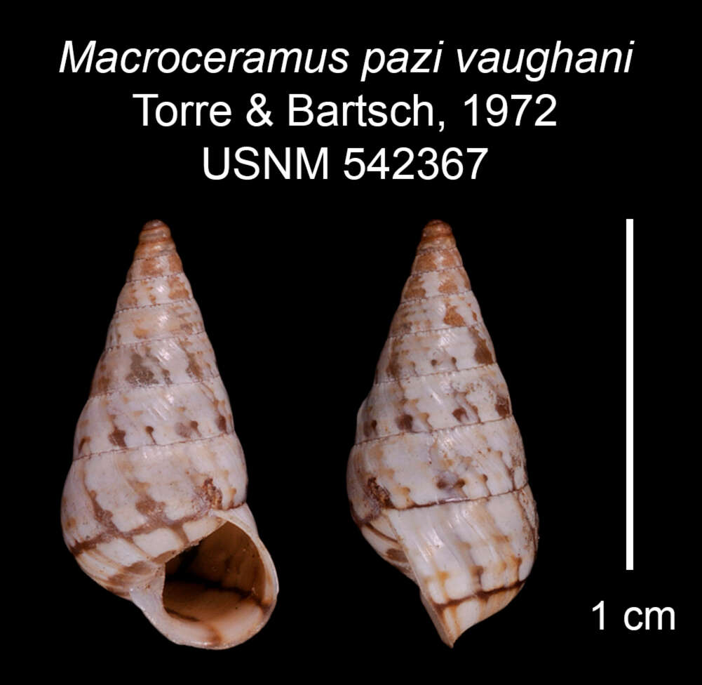 Imagem de Macroceramus pazi vaughani C. Torre & Bartsch 2008