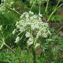 Image of Achillea sibirica subsp. camtschatica