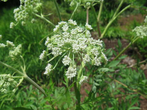 صورة Achillea sibirica subsp. camtschatica