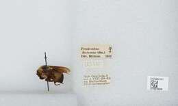 Слика од Bombus fraternus (Smith 1854)