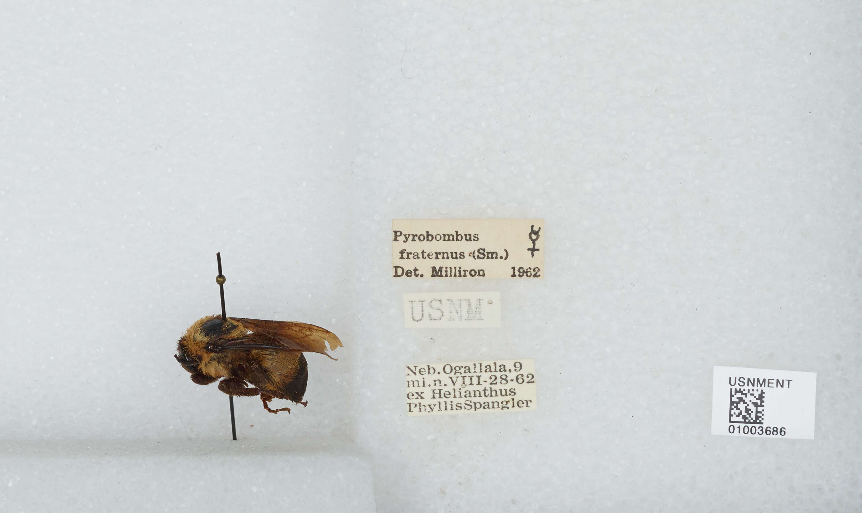 Слика од Bombus fraternus (Smith 1854)