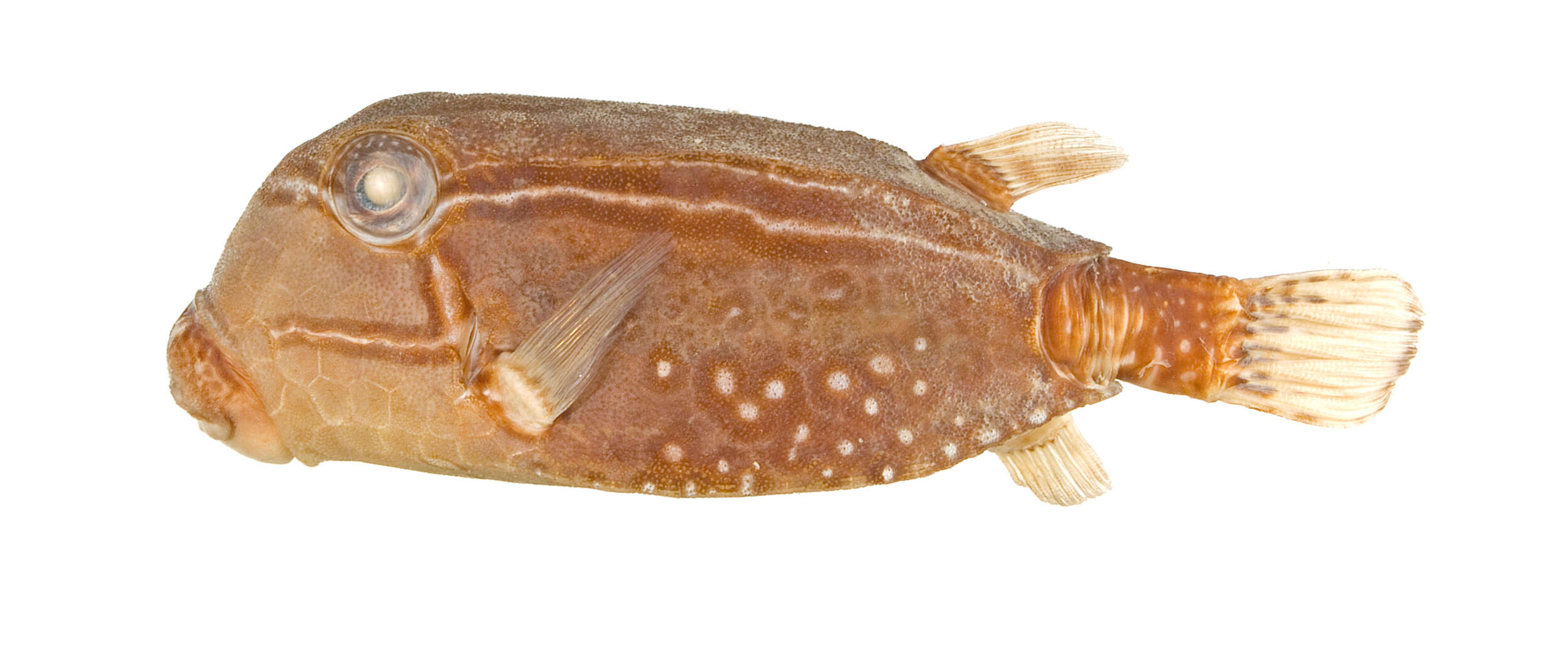 Image of Reticulate boxfish