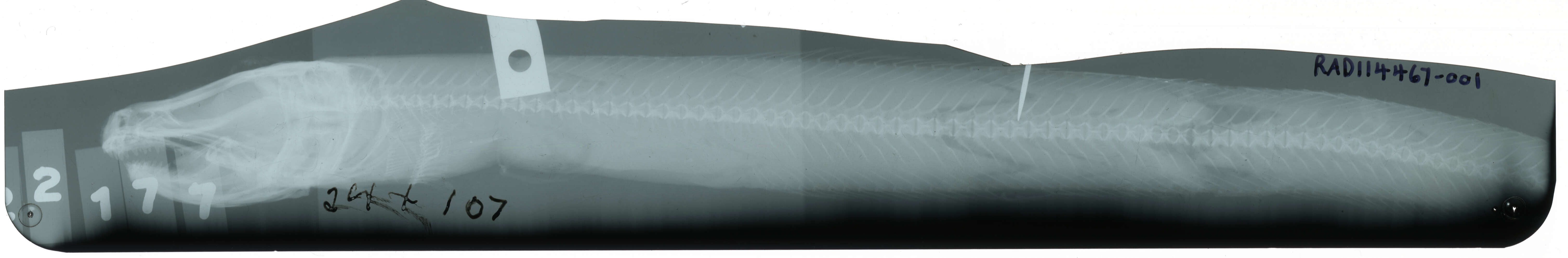 Image of Common wolf eel