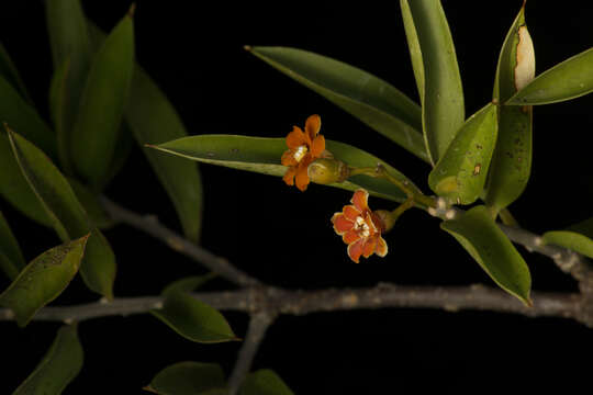 Image of Bonellia macrocarpa subsp. pungens (A. Gray) B. Ståhl & Källersjö