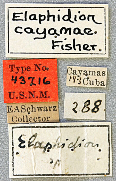 Image of Elaphidion cayamae Fisher 1932