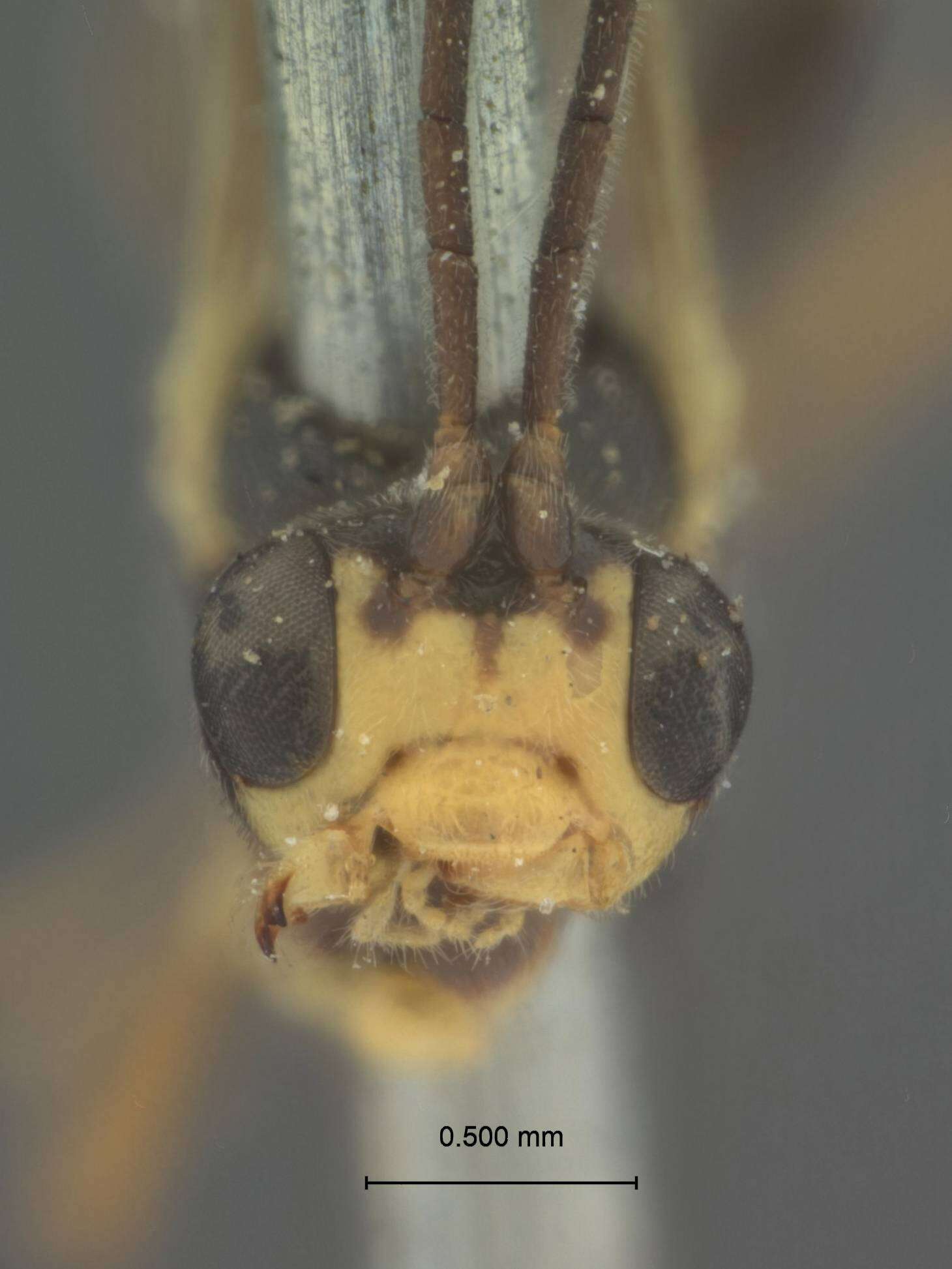 Image of Himertosoma Schmiedeknecht 1900