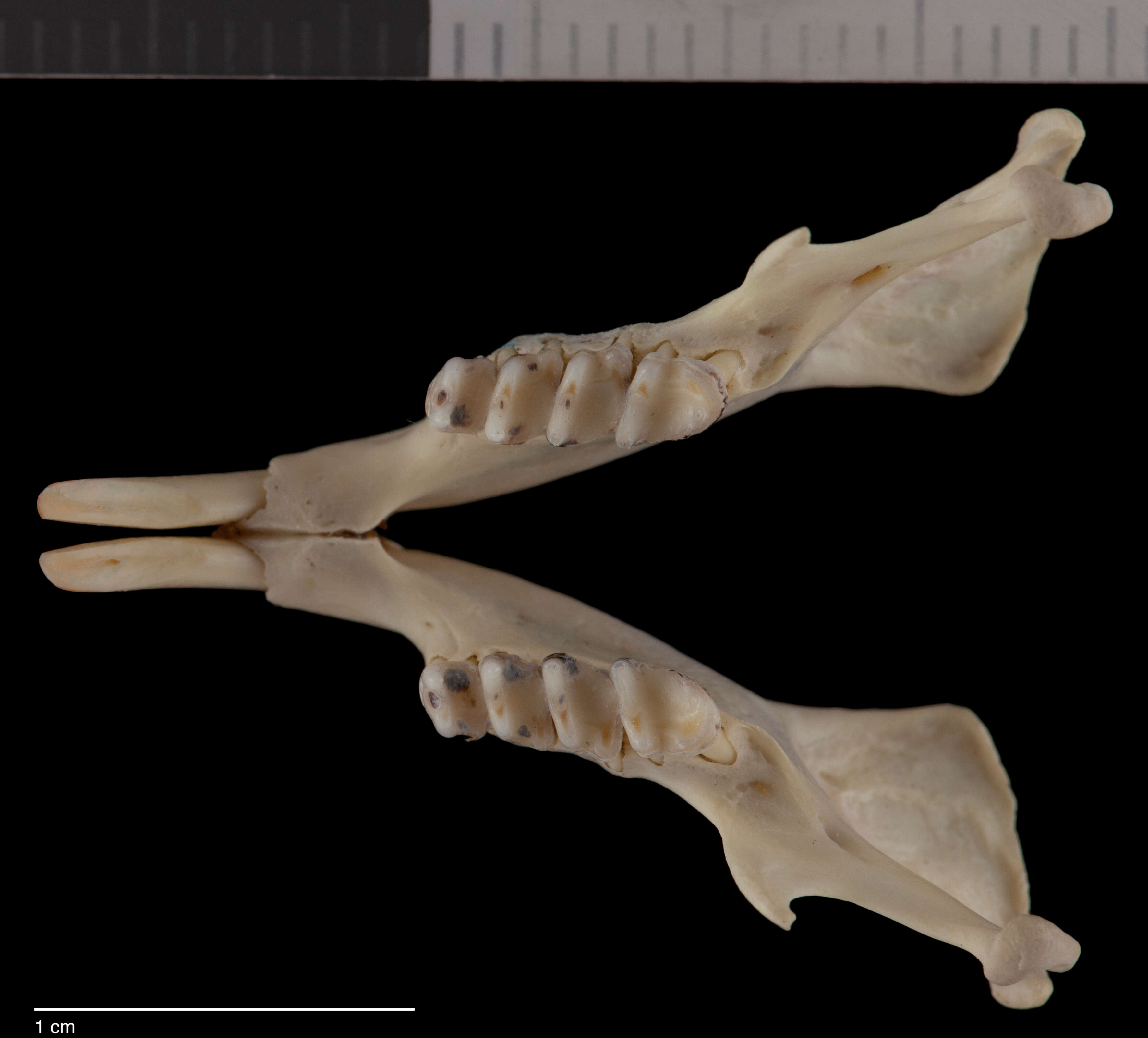 Plancia ëd Urocitellus brunneus endemicus (Yensen 1991)