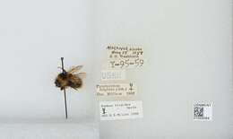 Image of Frigid Bumble Bee