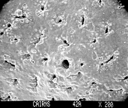 Image of Lepidopora sarmentosa Boschma 1968