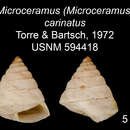 Imagem de Microceramus carinatus C. Torre & Bartsch 2008