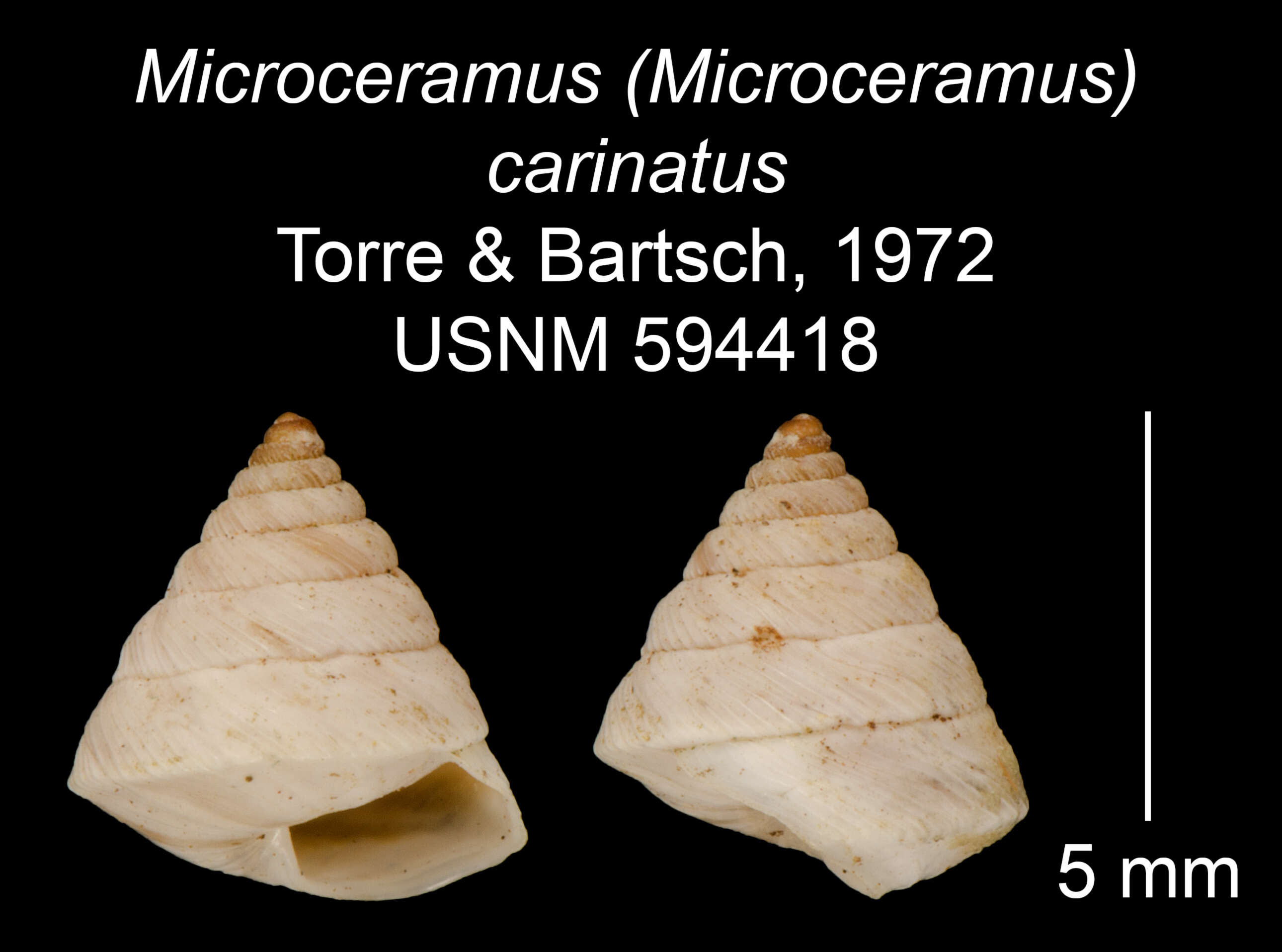 Imagem de Microceramus carinatus C. Torre & Bartsch 2008