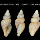 Image of Oenopota inequita (Dall 1919)