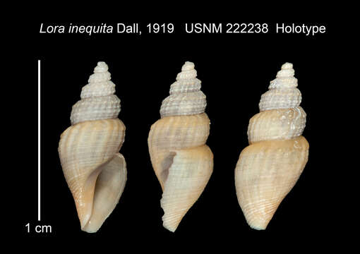 Image of Oenopota inequita (Dall 1919)