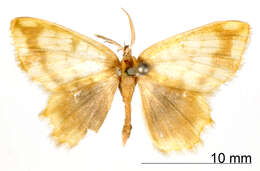 Image of Hypnochlora popayanaria Dognin 1901