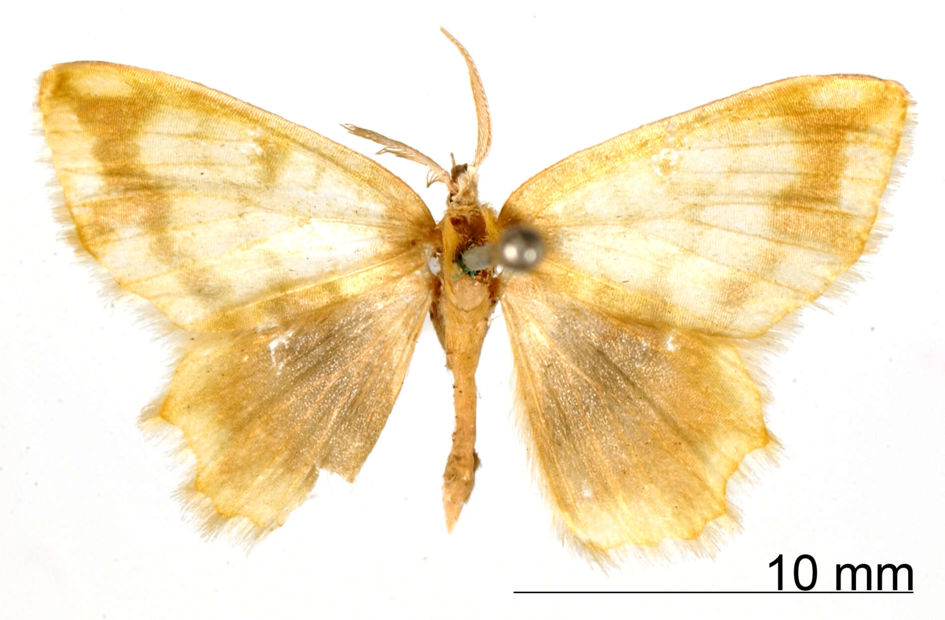 Image of Hypnochlora popayanaria Dognin 1901