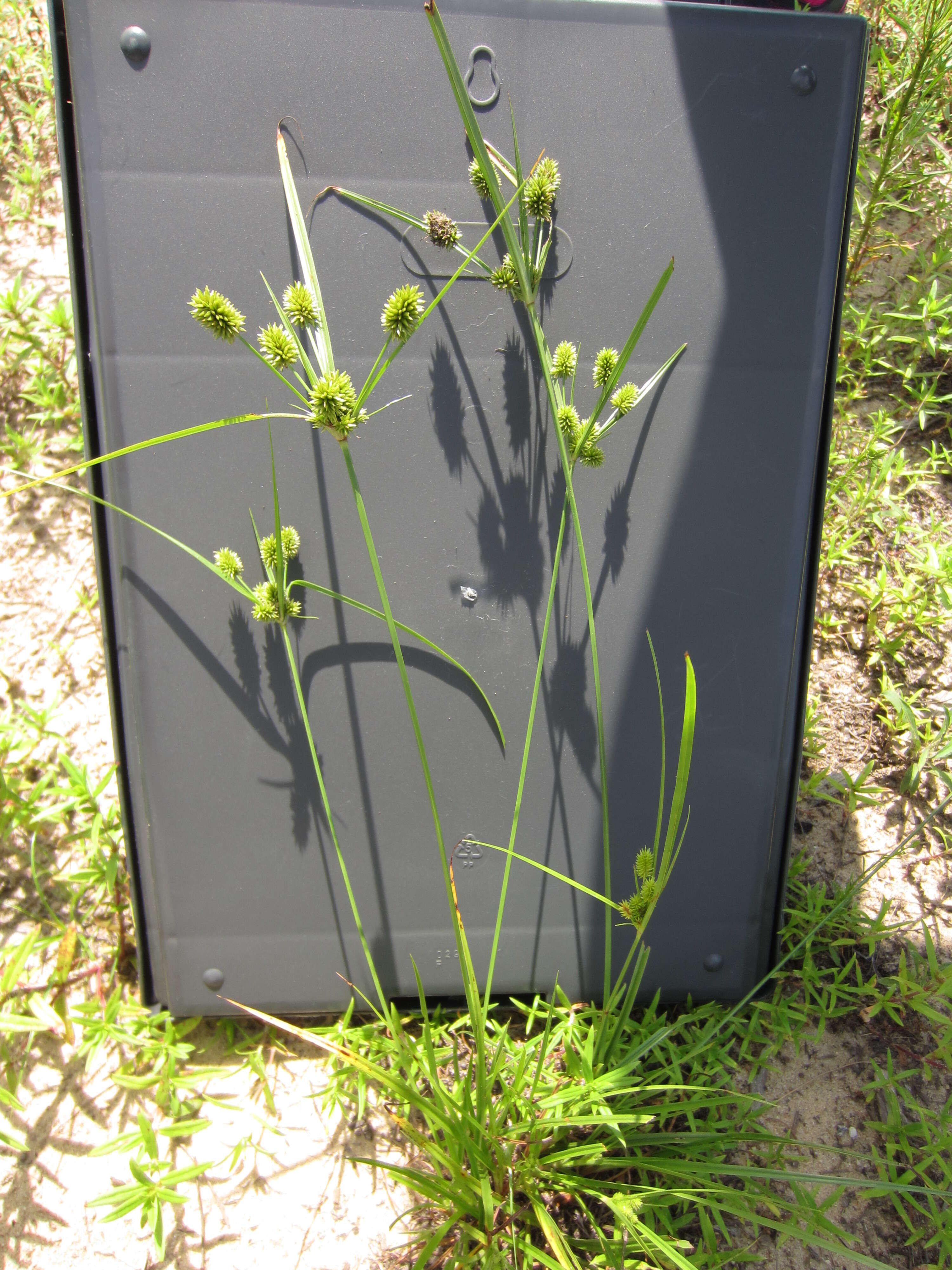 Image of pine barren flatsedge