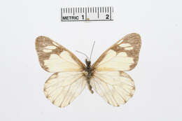 Imagem de Catasticta pieris (Hopffer 1874)