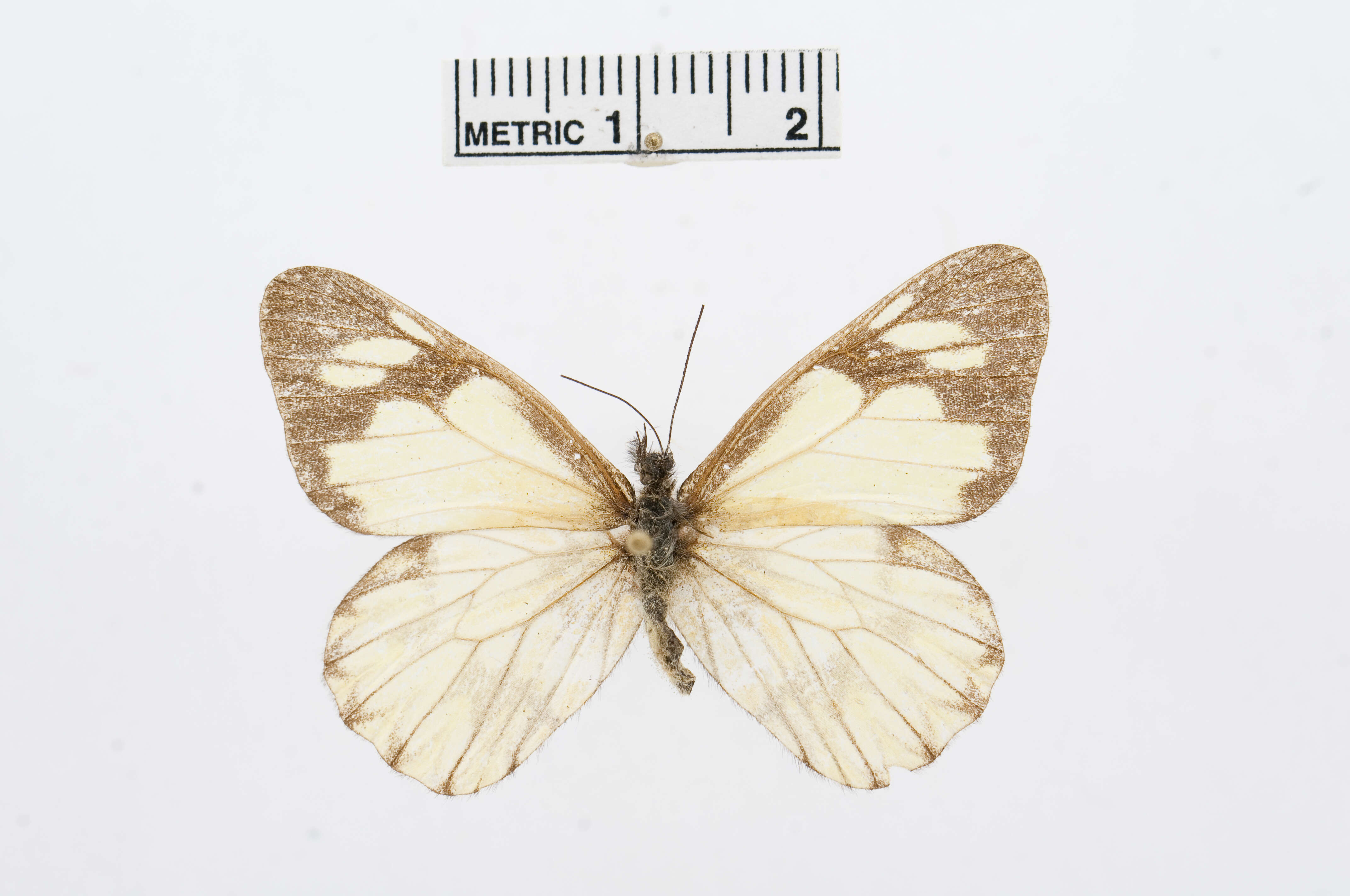 Imagem de Catasticta pieris (Hopffer 1874)