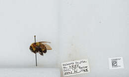 Слика од Bombus affinis Cresson 1864