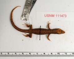 Image of MacDougall's Tropical Night Lizard