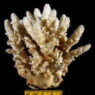 Image of Finger Coral