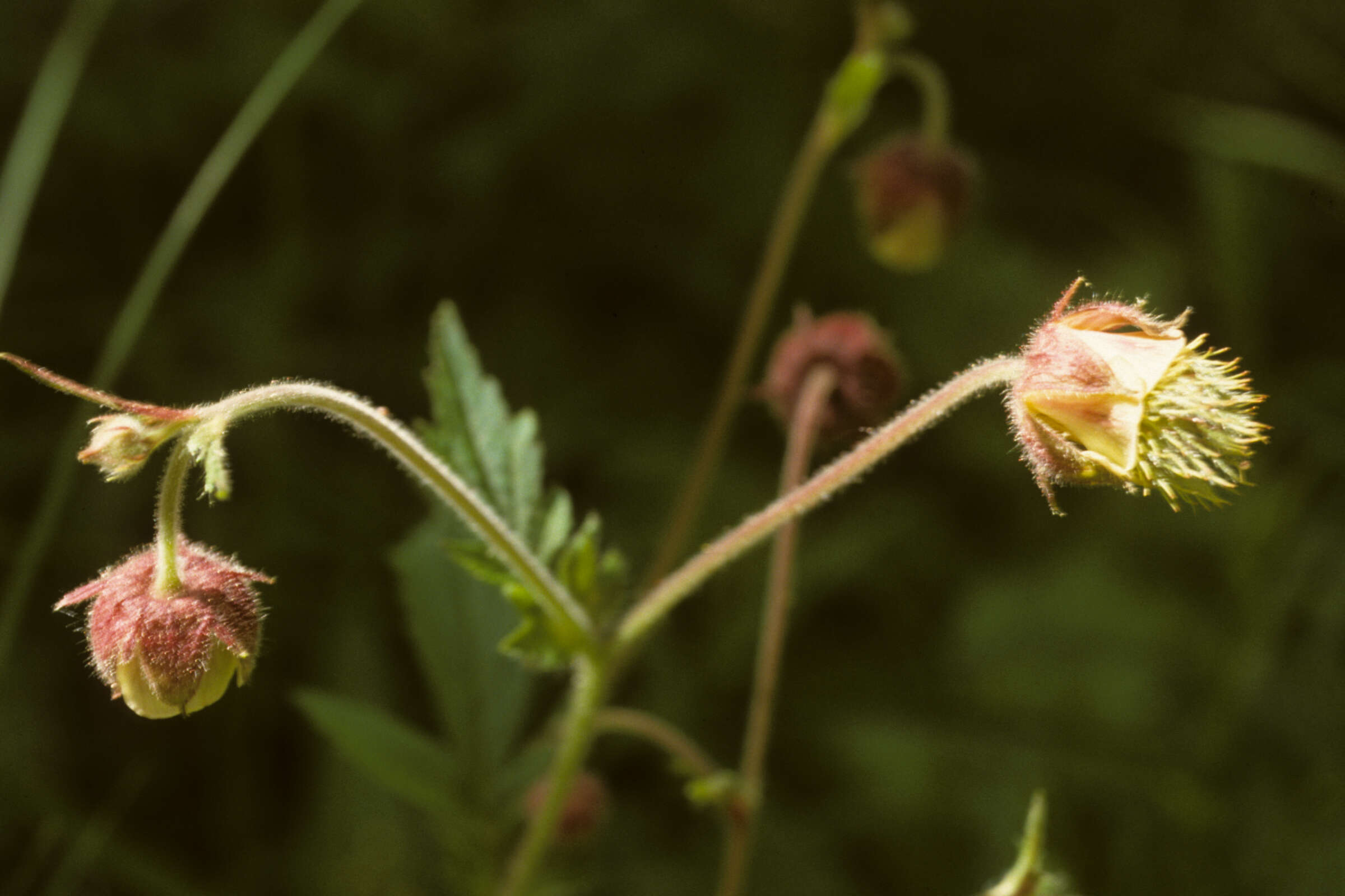 Image of Water Avens