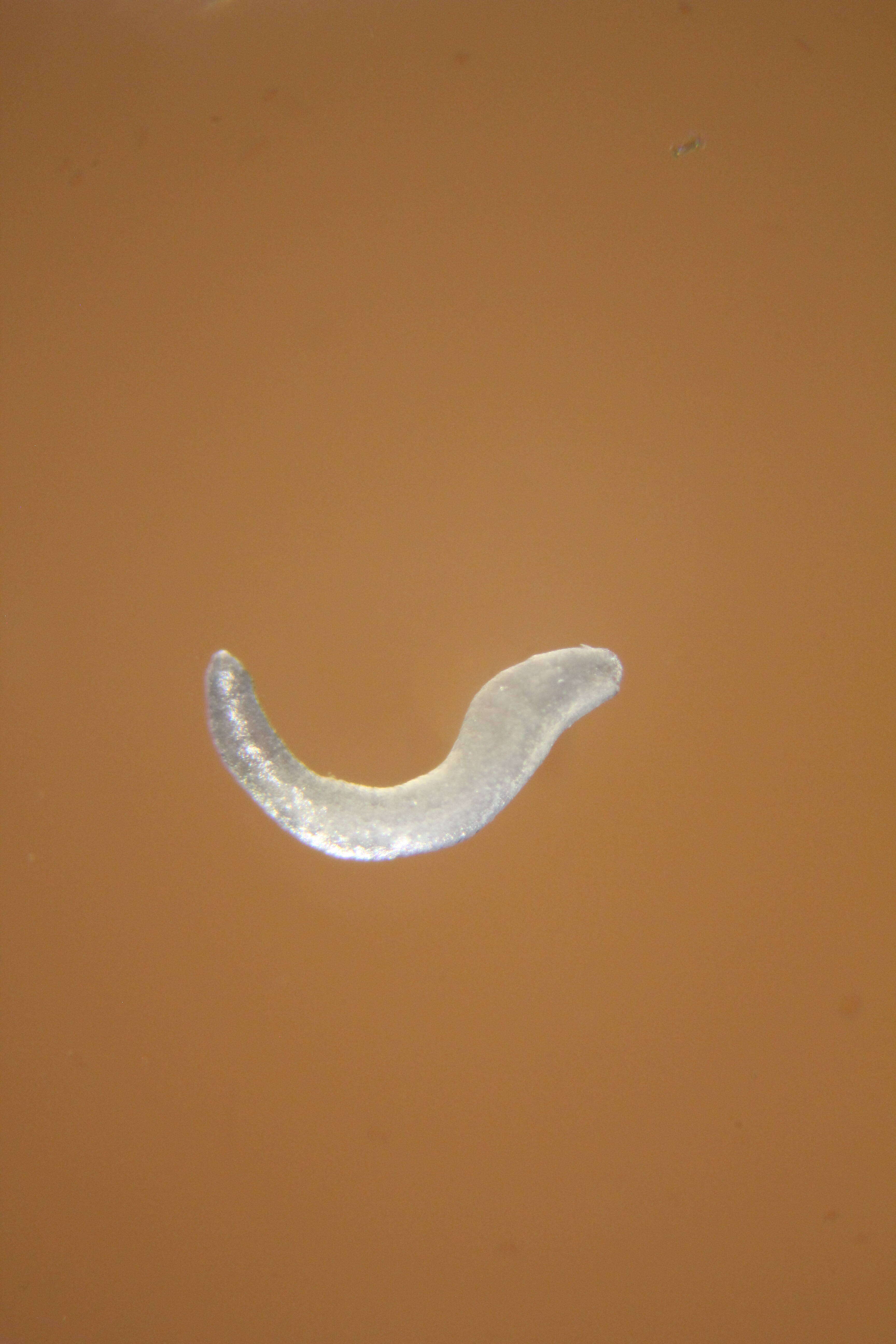 Image of Dondersiidae