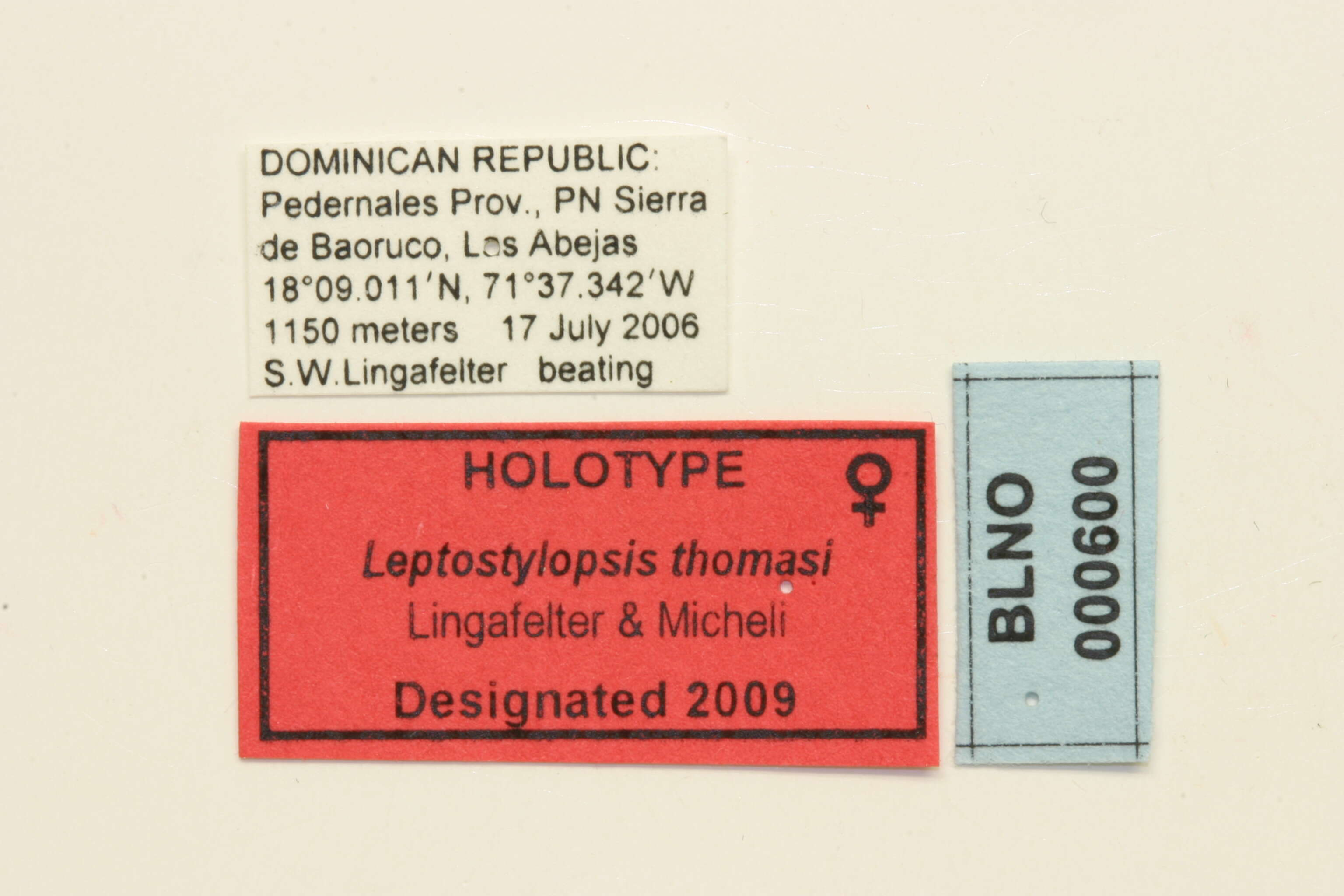 Image of Leptostylopsis thomasi Lingafelter & Micheli 2009