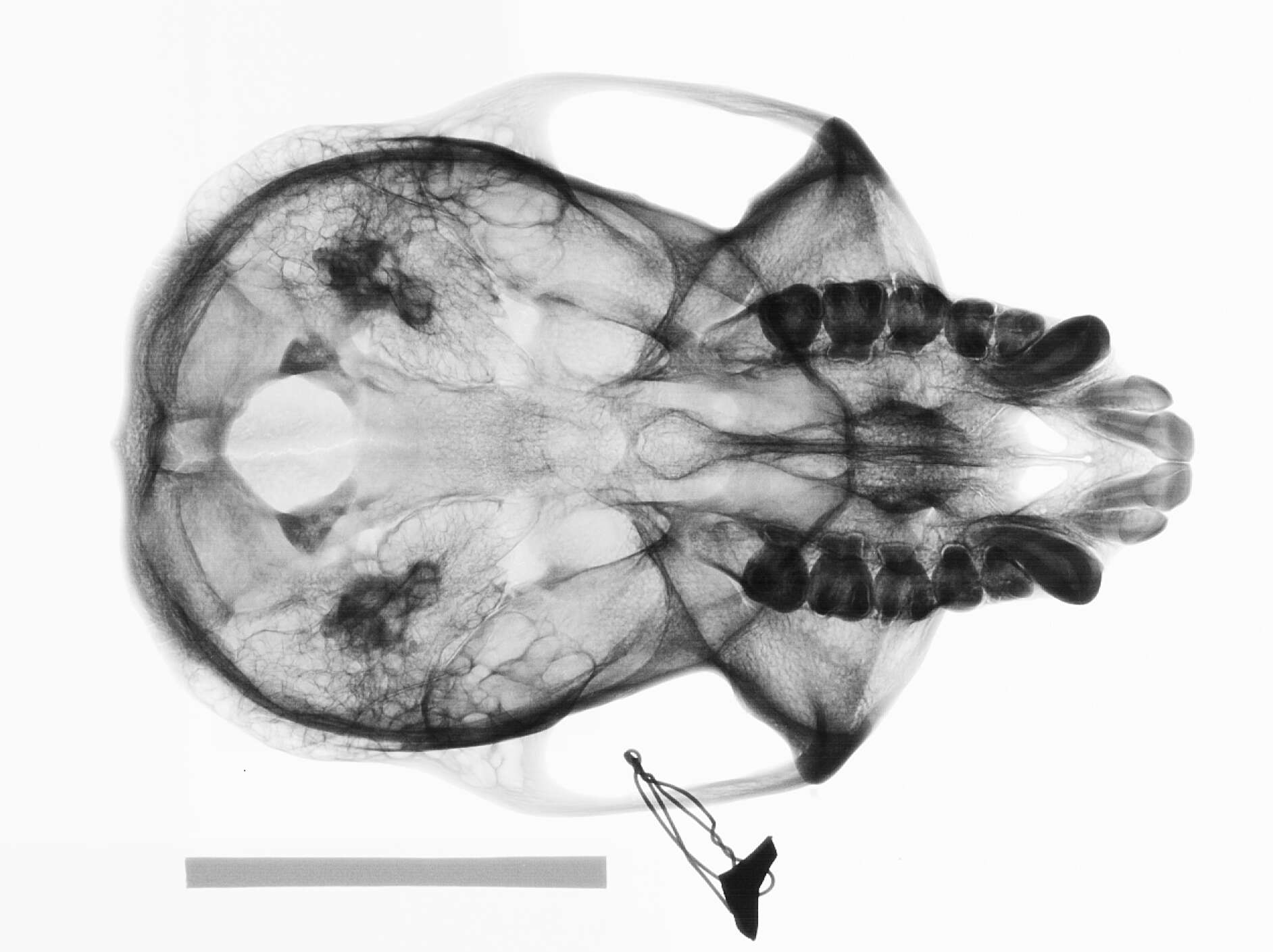 Image of Colobus guereza occidentalis (de Rochebrune 1887)