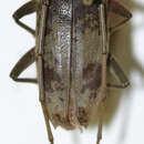 Image of Acalolepta blairi (Breuning 1935)