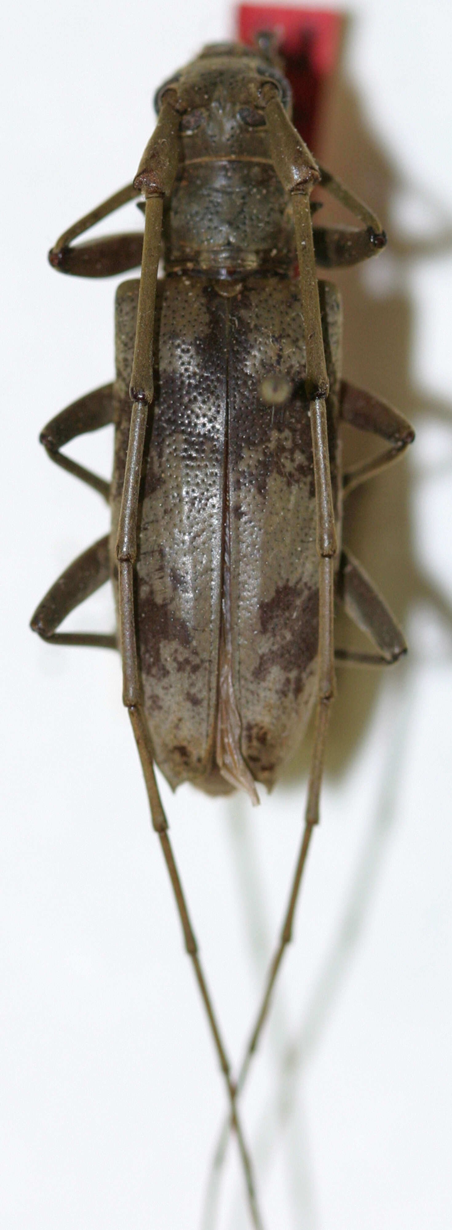 Image of Acalolepta blairi (Breuning 1935)