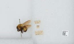 Image of Bombus melanurus Lepeletier 1836