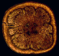 Image of <i>Schnella trichosepala</i>