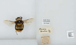 Image of Bombus keriensis Morawitz 1887