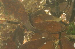 Image of Phaeophyceae