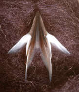 Image of Coffee bean scaled squid